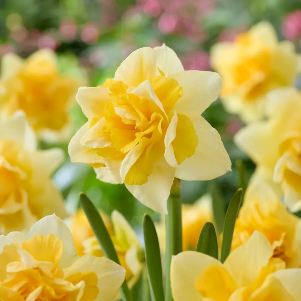 Narcisse double Growers Beauty Narcissus Growers Beauty
