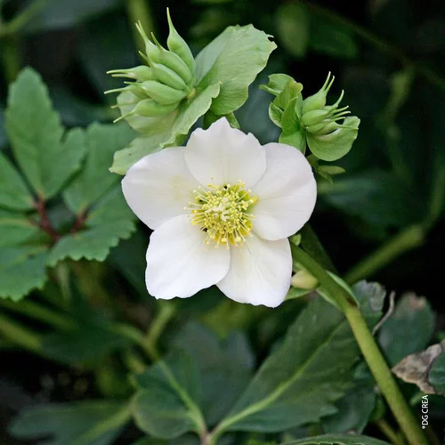 Helleborus Niger - En verrerie carrée