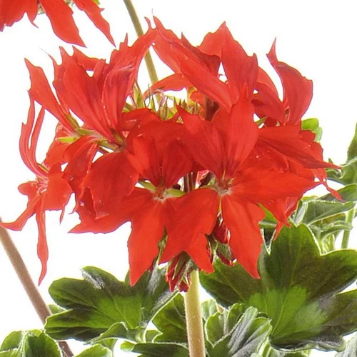 Géranium Zonal à fleurs étoilées multicolores - Le pot de 4,5 litres