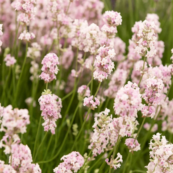 Lavande rose Lavandula angustifolia rosea