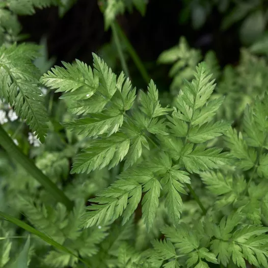 Muskaatkervel zaden bio | Aromatische kruidenzaden