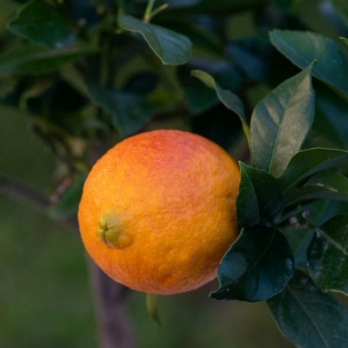 CITRONNIER ROUGE (CITRUS LIMONIMEDICA PIGMENTATA) - POT DE 5L - 1/4 TIGE
