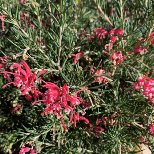 Grevillea Juniperina. Le pot de 2 litres