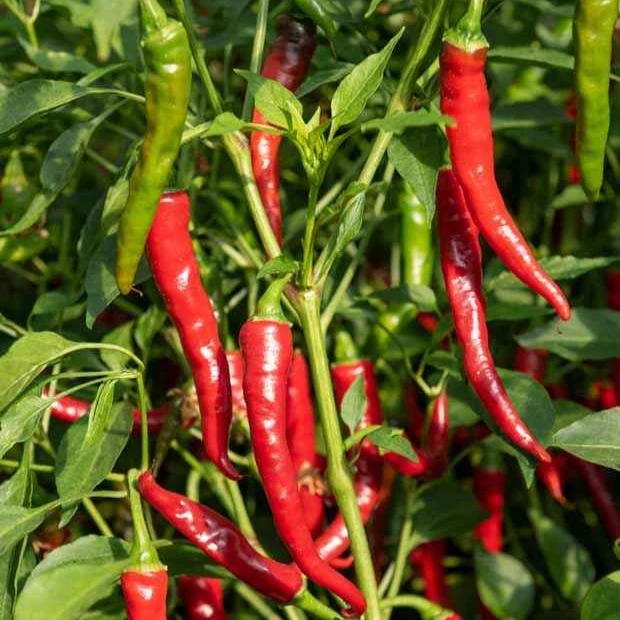 3 Plants de Piment de Cayenne Capsicum frutescens de cayenne