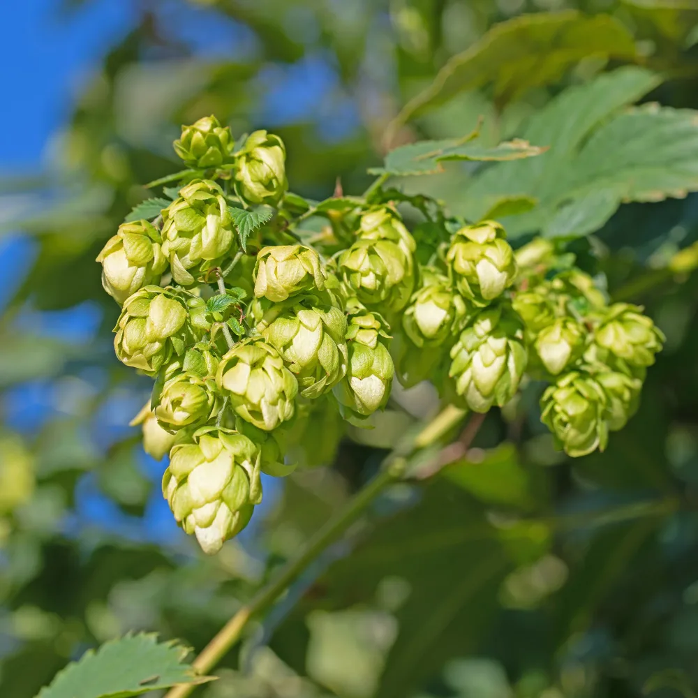 Houblon femelle Prima Donna ® Humulus lupulus Prima Donna ®