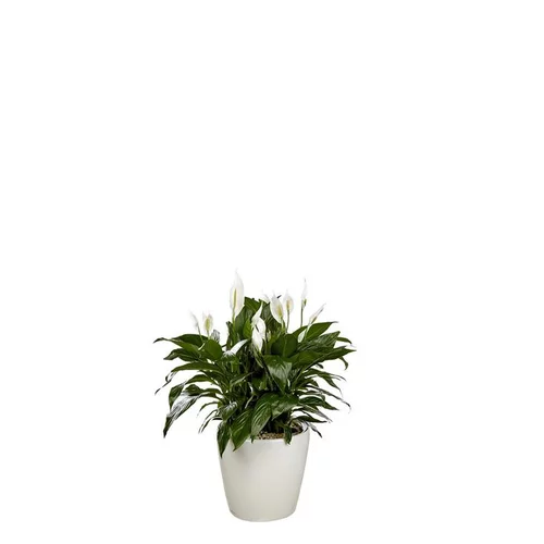 Spathiphyllum et son pot Classico premium Ø 35 blanc
