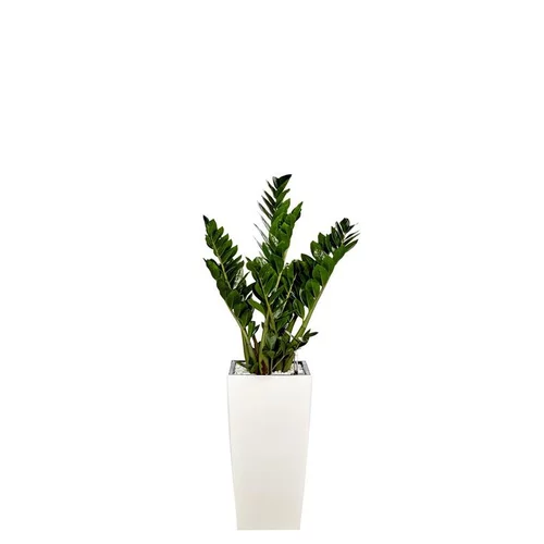 Zamioculcas et son pot Cubico premium Ø 30 blanc