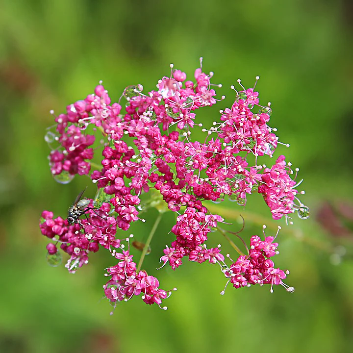 6 x Pimpinella major – godet 9cm x 9cm