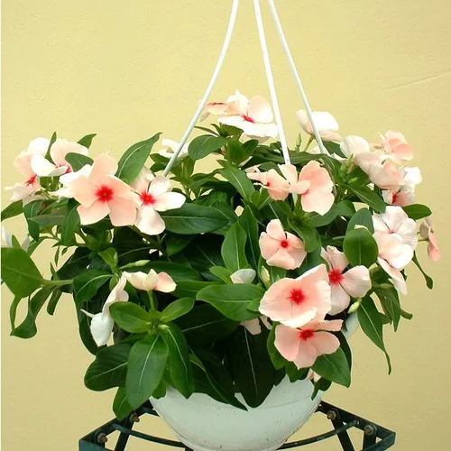 Pervenche retombante - La suspension diam 27 cm