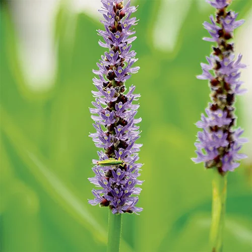 Pontederia lanceolata pot de 3 litres