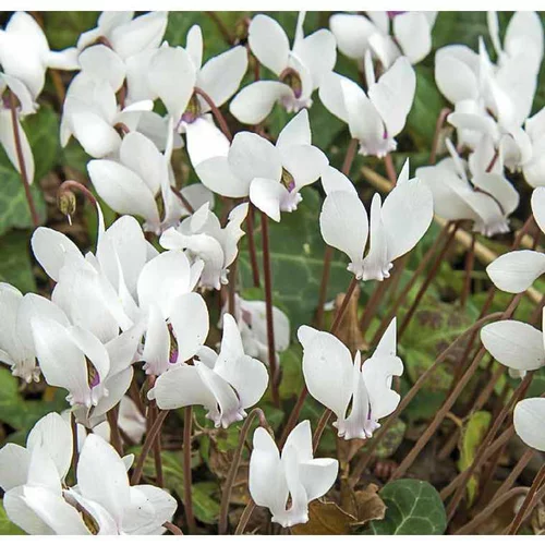 Cyclamen Hederifolim blanc - Le pot de 9 x 9 cm