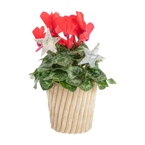Mini cyclamen pot effet velours côtelé – Ø 10 cm