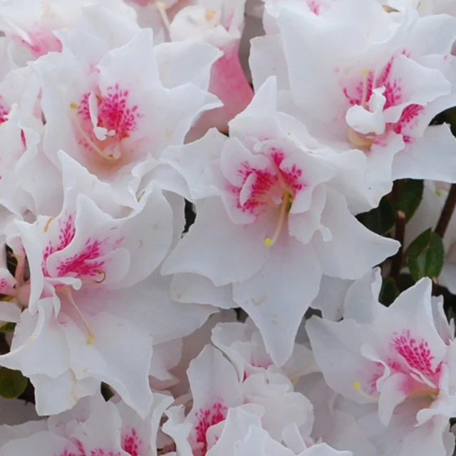 Azalée du Japon White Prince Azalea japonica white prince