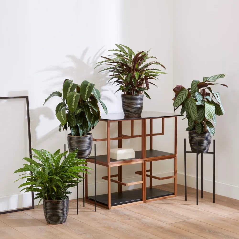 4 Calathéas en mélange Calathea 'eldergrass', 'blue grass', 'leopardina', 'mauiqueen'