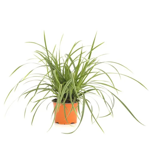 Carex Morrowii Ice Dance - Le pot de 12 cm