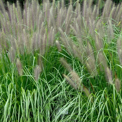 Pennisetum Alopecuroides Red Head - Le pot de 4 litres
