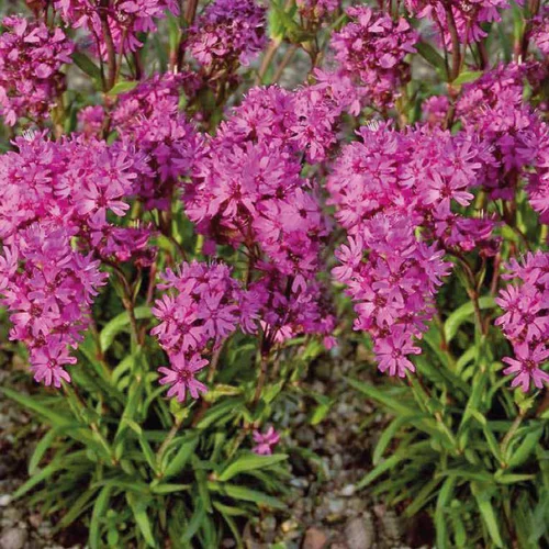 Lychnis Viscaria - Le pot de 9 x 9 cm