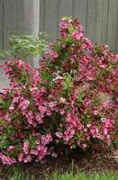 Weigelia Bristol Ruby rouge. Le pot de 10 litres