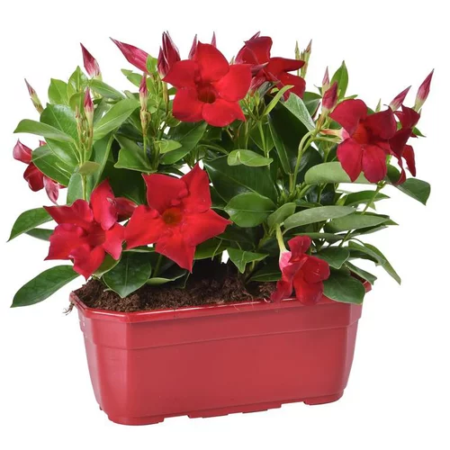 Dipladénia buisson - La jardinière de 25 cm
