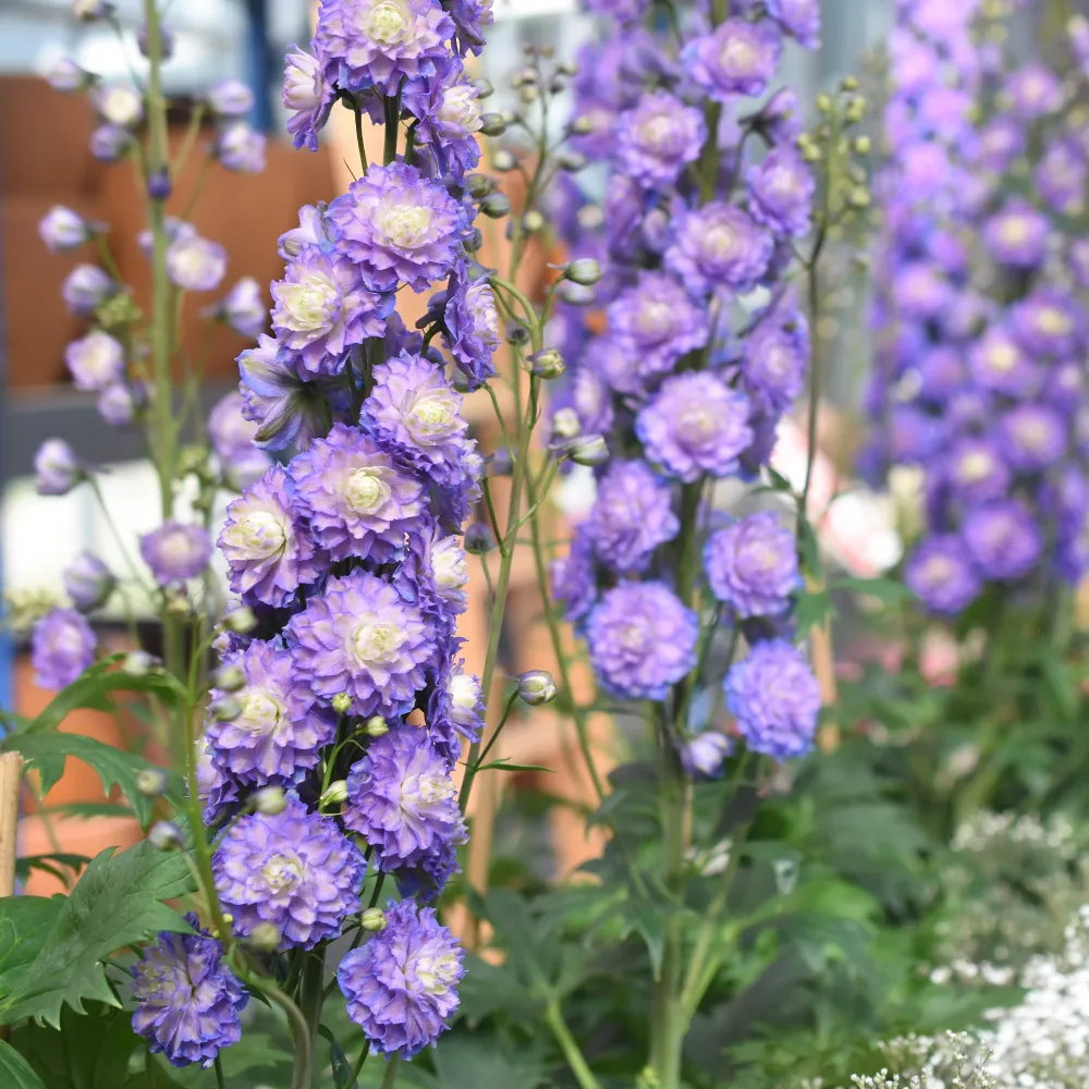 Delphinium Highlander® Bolero Delphinium Highlander® Bolero