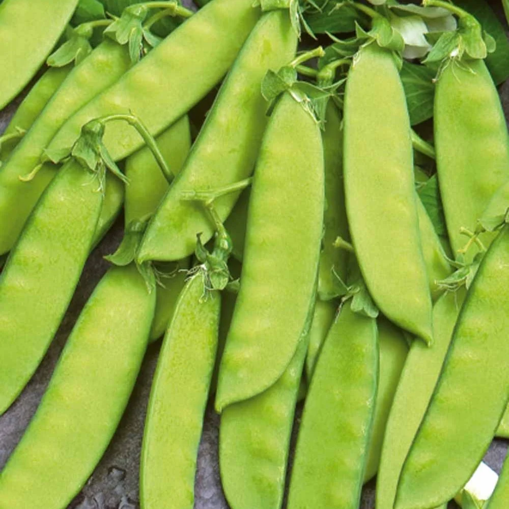 Pois mangetout Vroege Hendriks Pisum sativum vroege hendriks