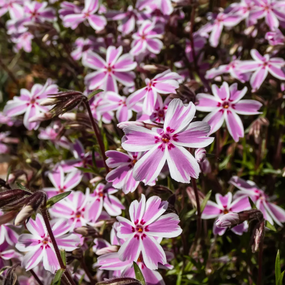 Phlox mousse Candy Stripes Phlox subulata Candy Stripes