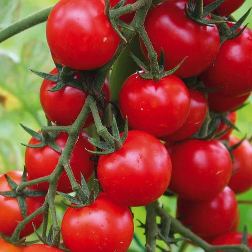 Tomate Cerise Supersweet 100 F1 bio. Le pot de 9 x 9 cm