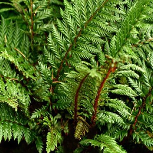 Polystic à feuille de houx Siny Holly Fern - Fougère Polystichum shinny holly fern