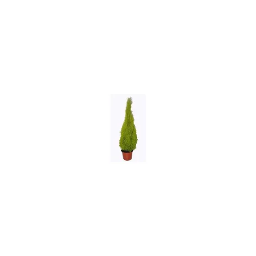 Cupressus Gold Crest Pyramide - Le pot de 23 cm