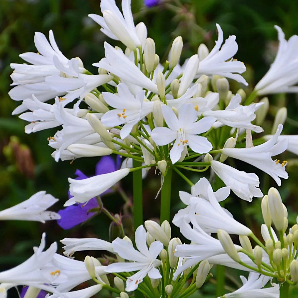Agapanthe PITCHOUNE® White Agapanthus x pitchoune ® blanc 'tur161'