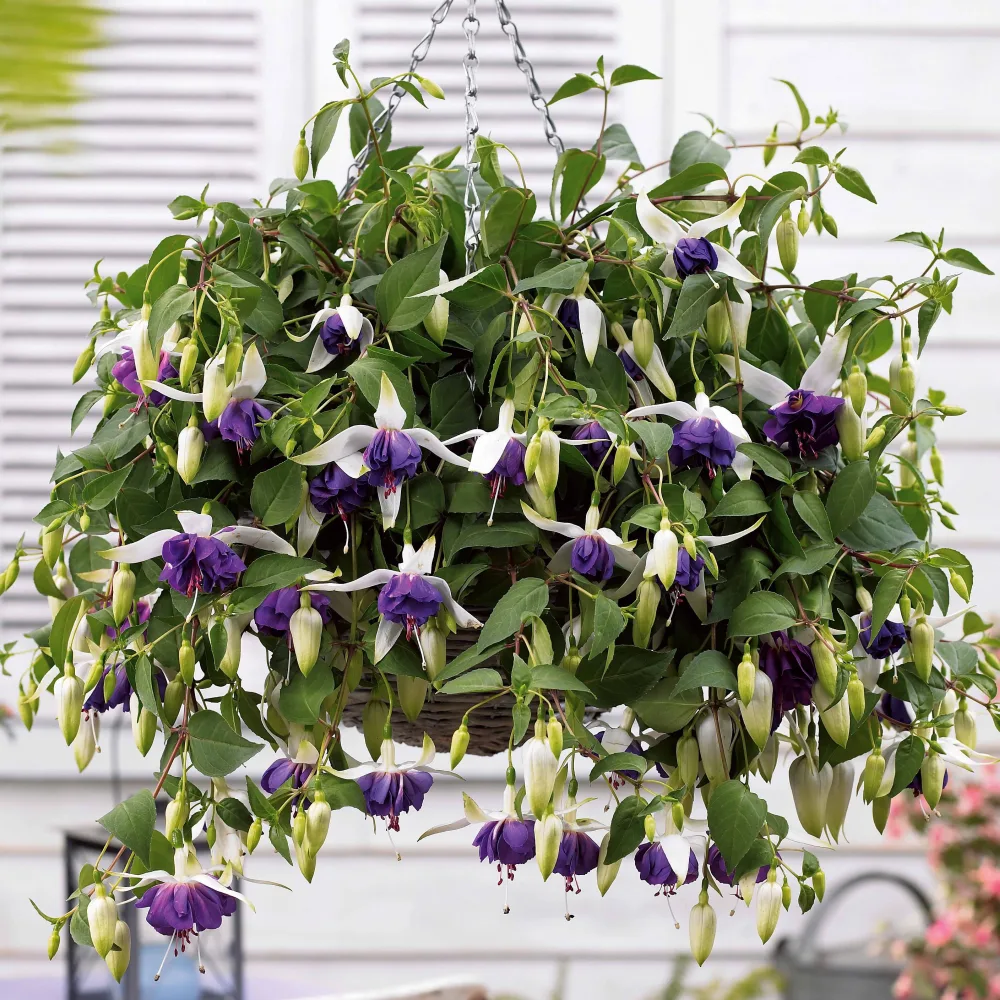3 Fuchsias retombants Blue Angel Fuchsia blue angel