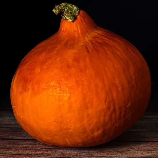 Biologische zaden van Potimarron Red Kuri