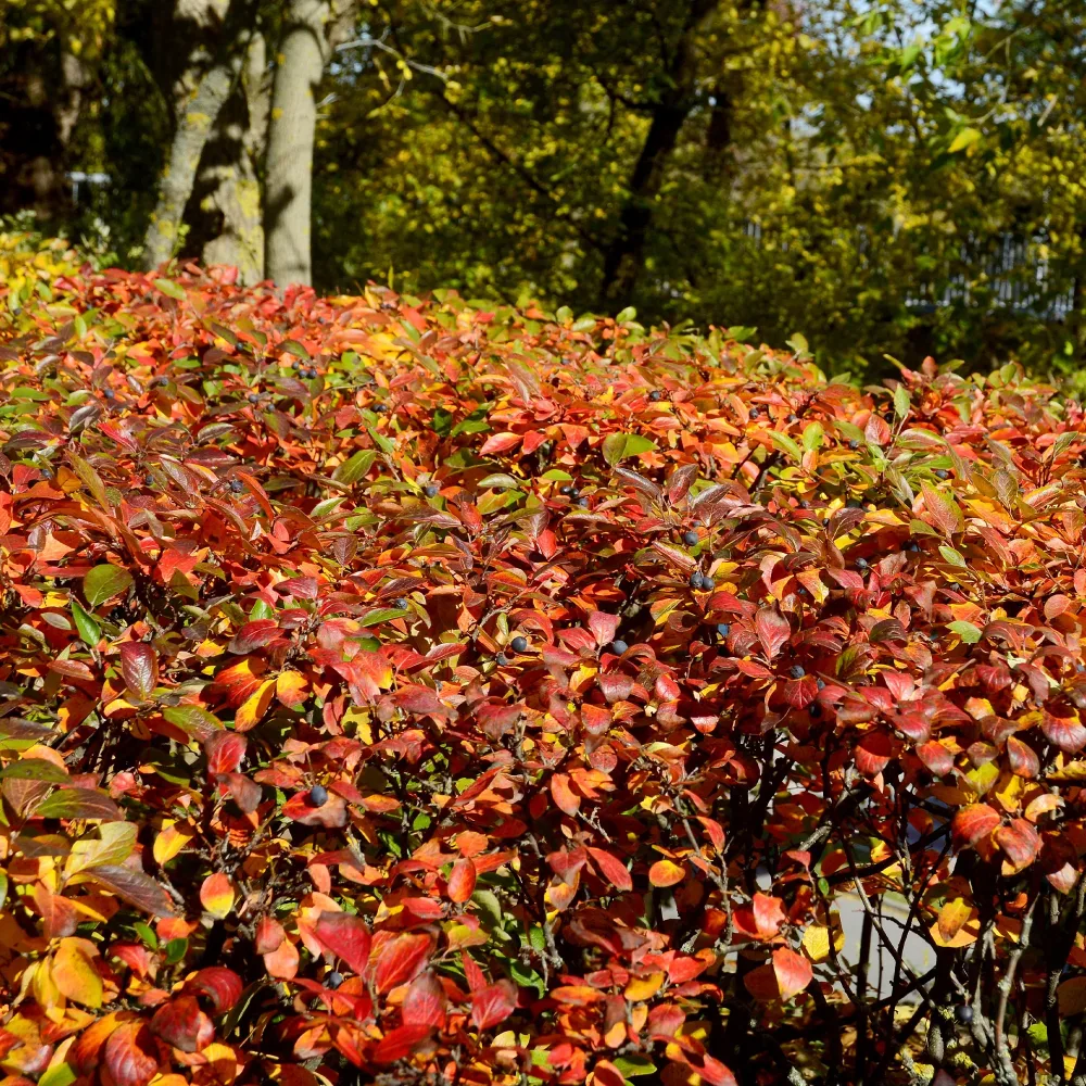 Haie de Cotonéasters Cotoneaster lucidus