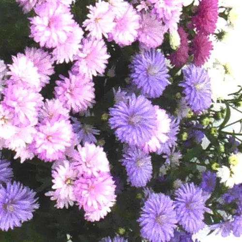 Aster Trio - Le pot de 12 cm