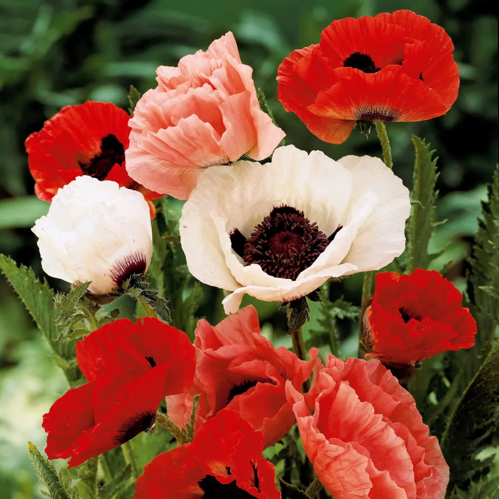 3 Pavots en mélange Papaver orientale