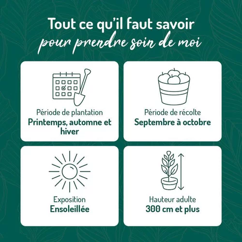 Pommier Reine Des Reinettes. Le pot de 15 litres, forme 1/2 tige