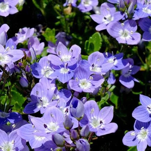 Véronique Liwanensis Veronica liwanensis