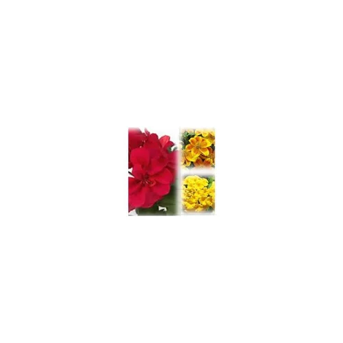 Mélange estival rouge et or - Le pack de 6 plants