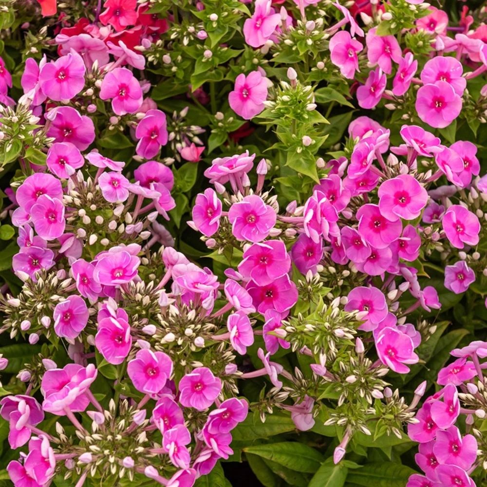 Phlox paniculé Bambini Desire Phlox paniculata Bambini® Desire
