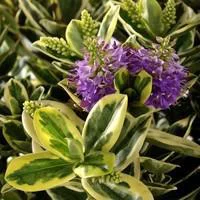 Véronique panachée ou Hebe speciosa Variegata. Le pot de 1 litre