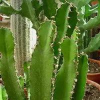 Euphorbia Erythrea. Le pot de Ø 24 cm