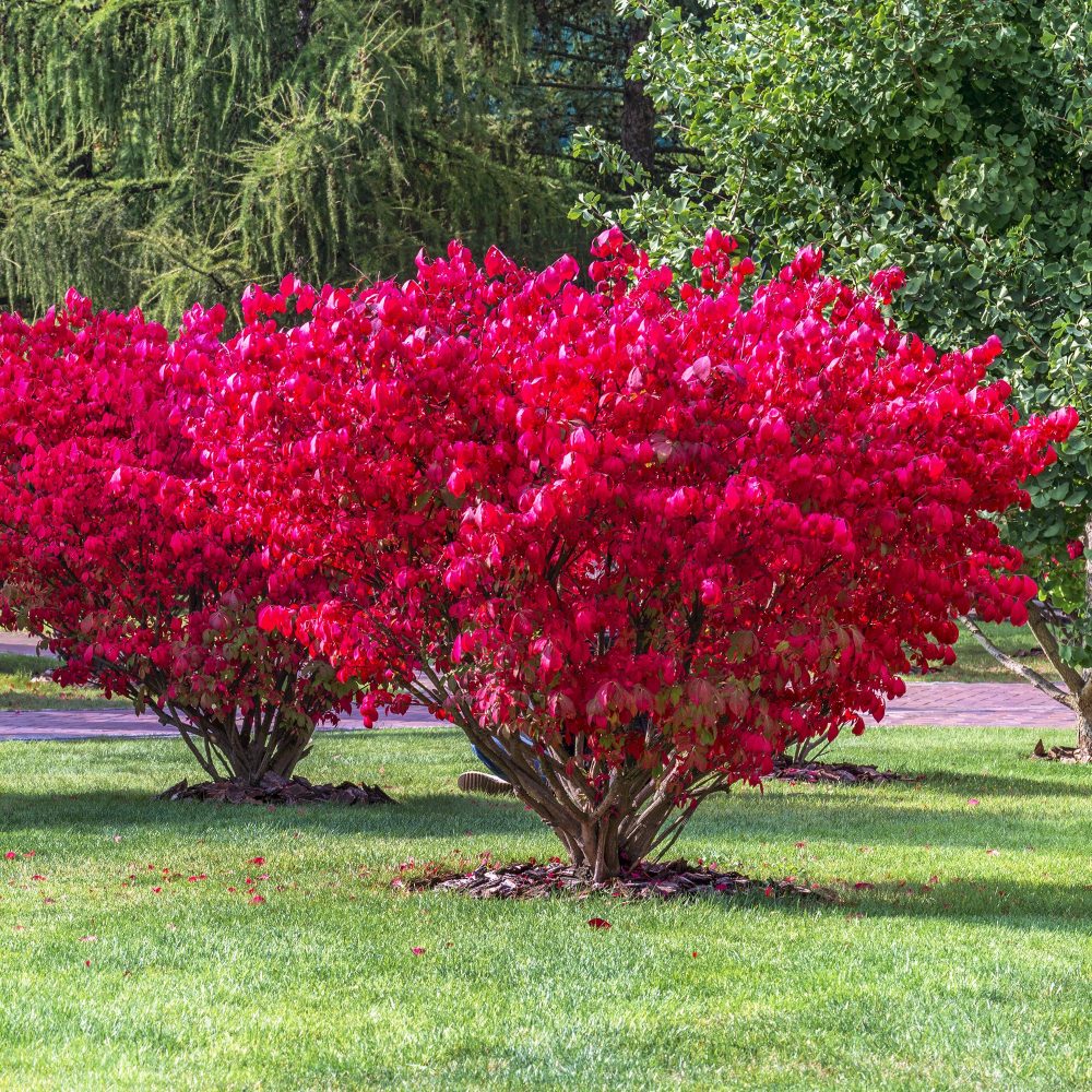 Fusain ailé Compactus Euonymus alatus Compactus