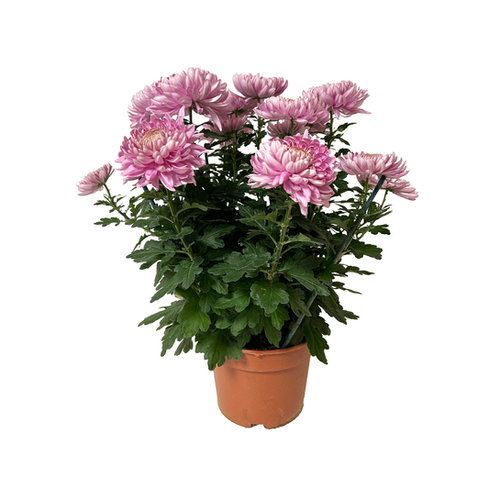 CHRYSANTHÈME BOULE - POT DE 4L