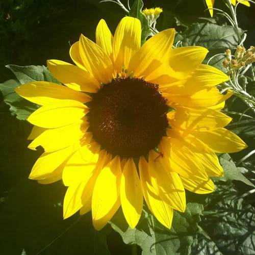 Tournesol - Le pot de Ø 14 cm