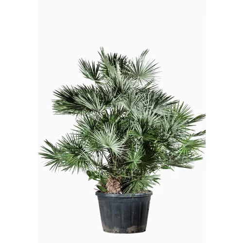 Chamaerops Humilis en pot de 350 L vert
