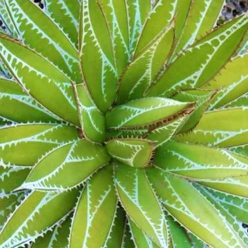 Agave Impressive Agave impressa impressive