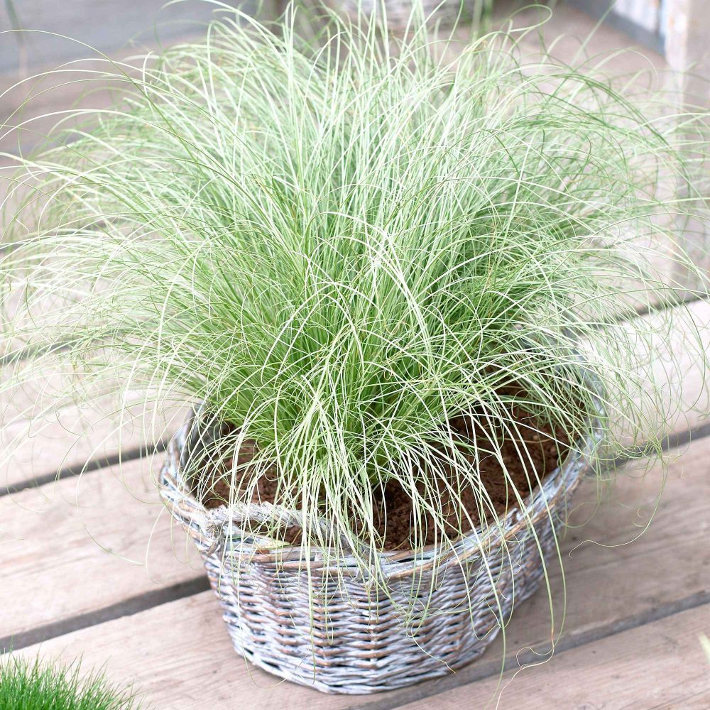 Laîche Frosted Curls - Carex Carex comans frosted curls