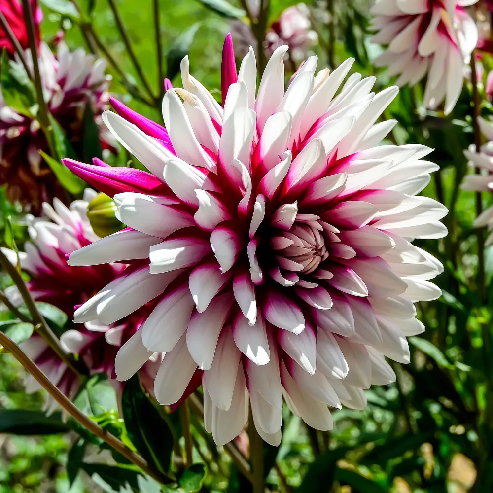 3 Dahlias Rebecca's World Dahlia 'rebecca's world'