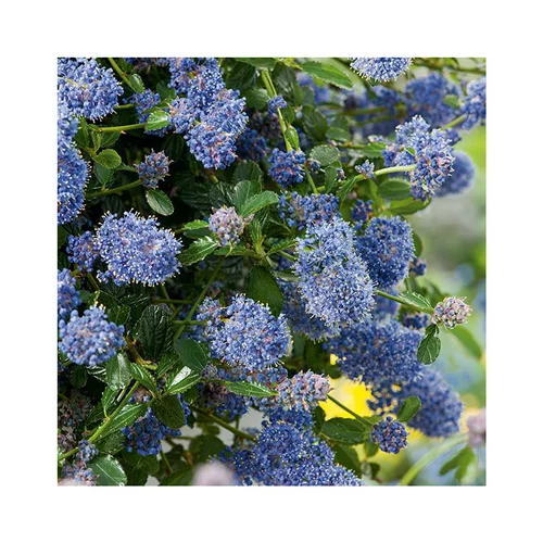 Ceanothe Thyrsiflorus Repens. Le pot de 5 litres