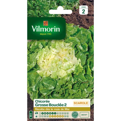 Chicorée Grosse Bouclée 2 Vilmorin - graines à semer